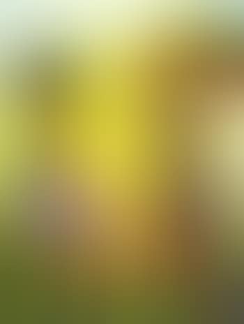 Landscape (preview)