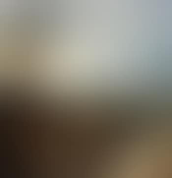 An extensive landscape with pine trees (preview)