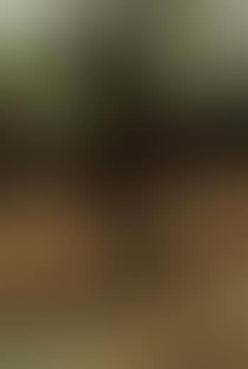 Forest VI (preview)