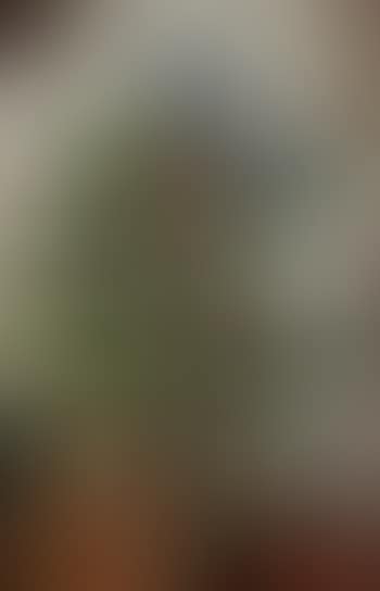 Cactus (preview)
