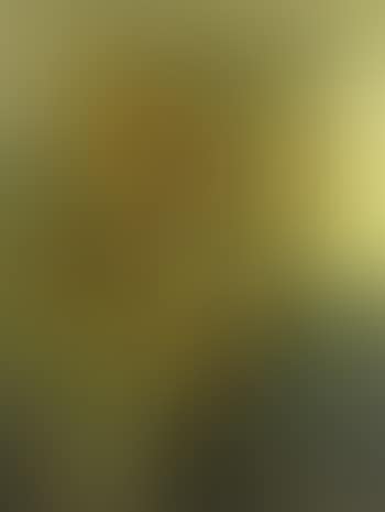 Sunflowers (preview)