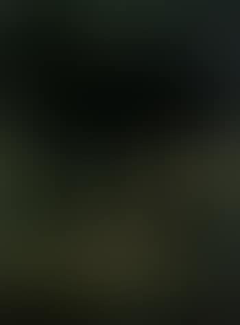 Dogs playing in the park (preview)