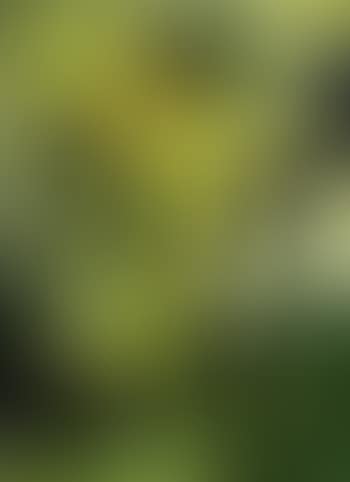 Green mask (preview)
