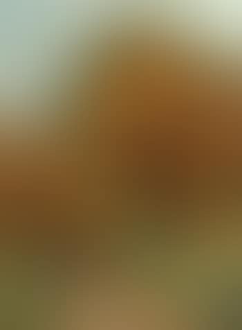 Autumn wood with hunter and gundogs (preview)