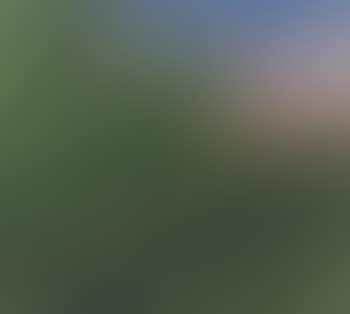 Willows (preview)
