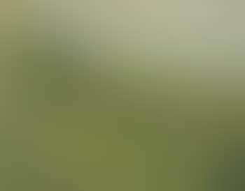 Summer landscape (preview)