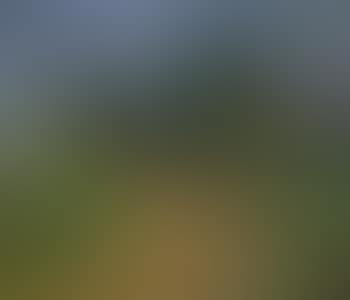 Sassenhein (preview)