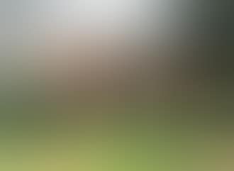 Cows grazing (preview)