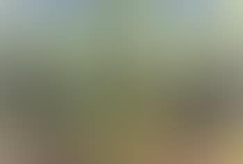 Pine forest with blue sky in background (preview)