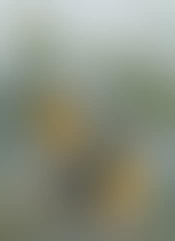 Banksias (preview)