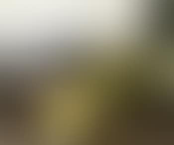 Landscape, cassis (preview)