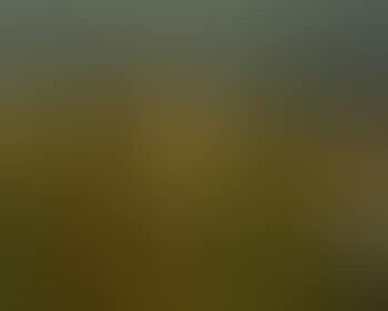 Tea Lake, Algonquin Park (preview)
