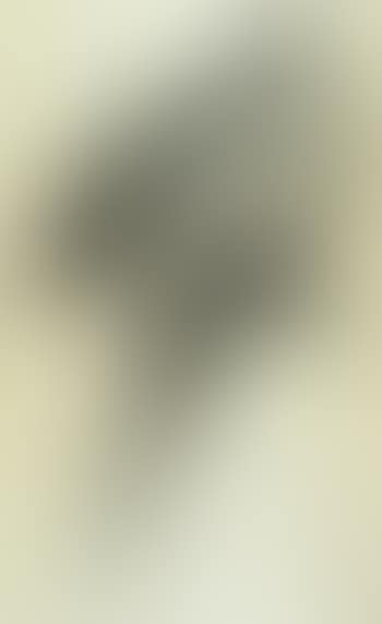 Illustrations of family of Psittacidae or parrots (preview)