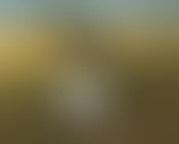 In the cornfield (preview)