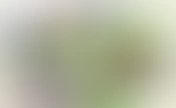 Canot a voile (preview)