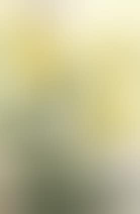 Yellow roses (preview)