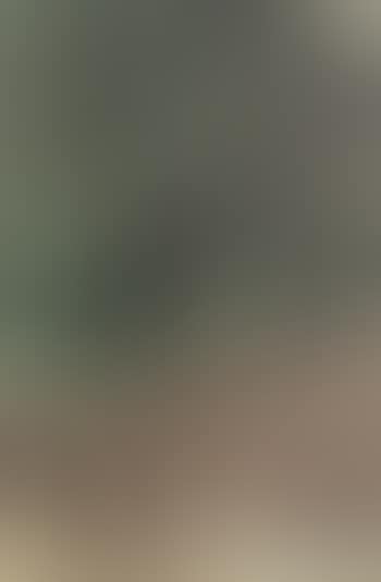 Orchard, springfield (preview)