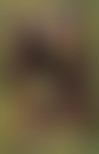 Abstract composition (preview)