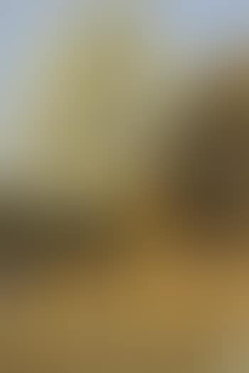 Apple tree (preview)