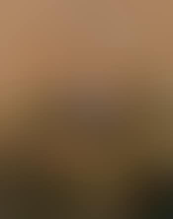 Male and female bullfinch in a cornfield (preview)