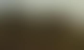 Marshy landscape with trees (preview)