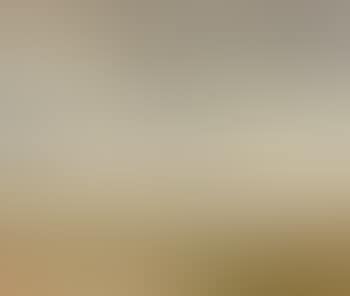 Cow in meadow landscape (preview)