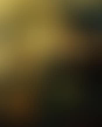 Narcissi in firelight (preview)