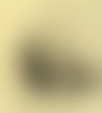 Sleeping westie. Two terriers (preview)