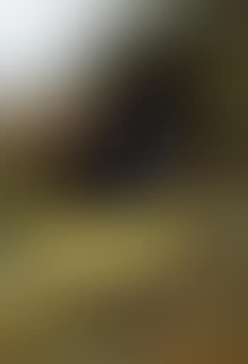 On the edge of the moor, blackcock displaying (preview)