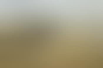 Lapwing or peewit (preview)
