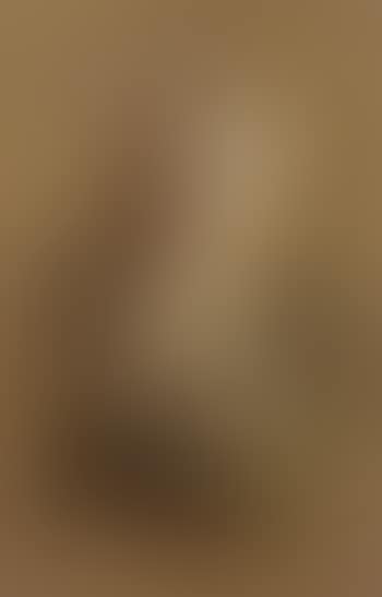 Sparrow hawk (preview)