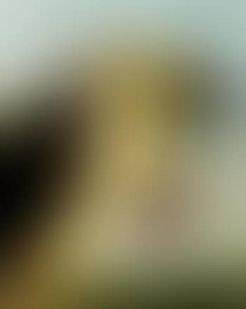 Head of a bull with a view over an extensive landscape (preview)
