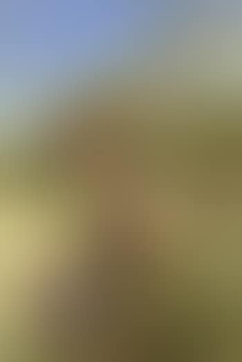 Goshawk and collar-dove (preview)