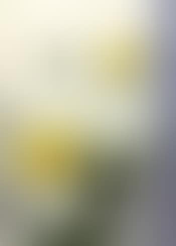 Yellow roses (preview)