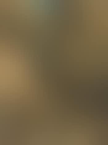 Sunny wooded landscape (preview)