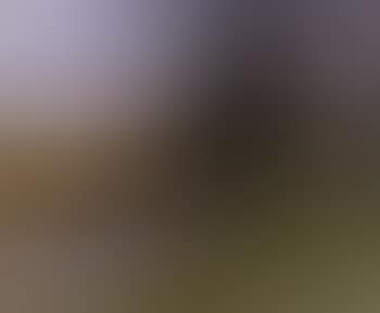 Vaches au paturage (preview)