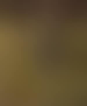 Tree trunks and sunlit ground of forest (preview)