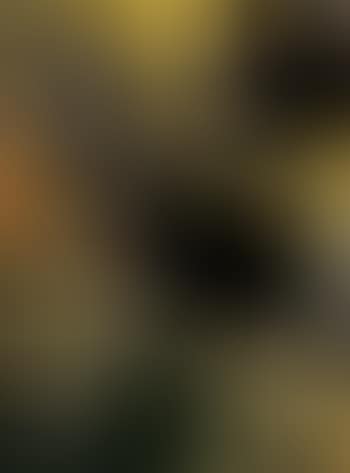 Composition (preview)