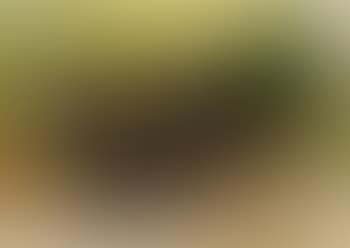 Still life with elephant (preview)