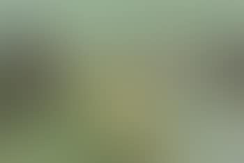 Paysage vert (preview)