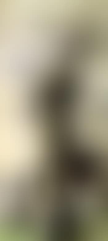 Guardi (preview)