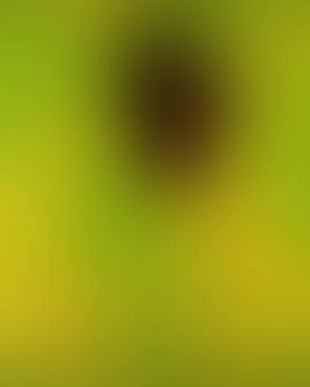 Flowering palm (preview)