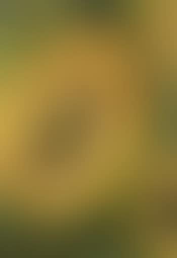 Sunflowers (preview)