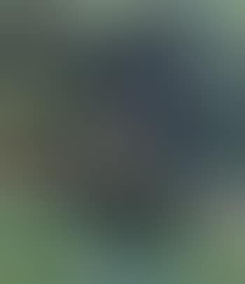 Study of pines (preview)