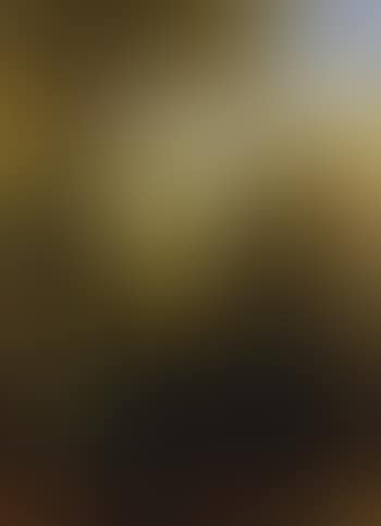 Forest scene, Illawarra (preview)