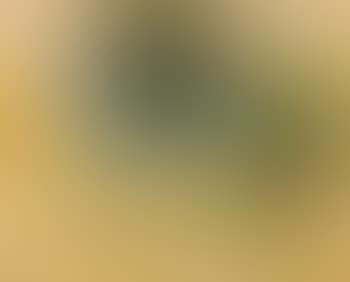 Paysage (preview)