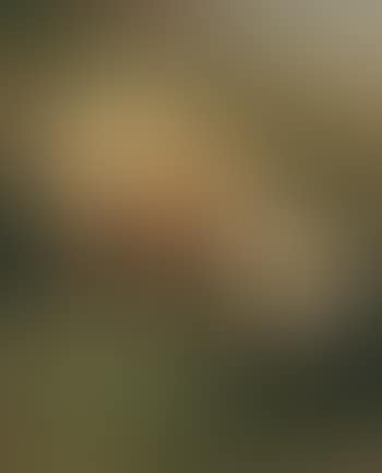 Sheep in mountain landscape (preview)