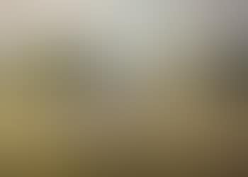 Cattle in a pasture (preview)