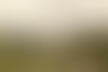 Curragh (preview)