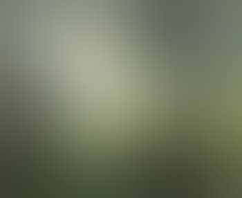 Vaches en sous bois (preview)